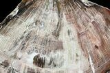 Polished Petrified Wood (Oak) Slab - Oregon #68031-1